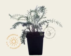 Achillea millefolium 'Paprika'