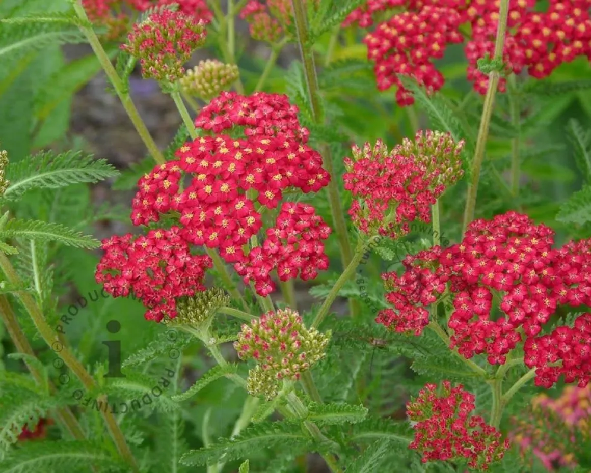 Achillea millefolium 'Paprika'