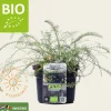 Achillea millefolium Puur