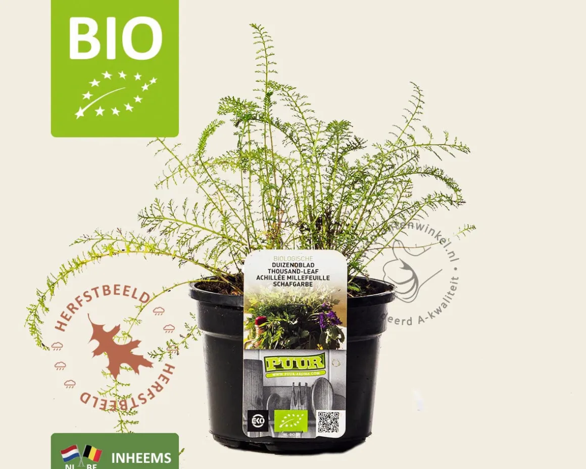Achillea millefolium Puur