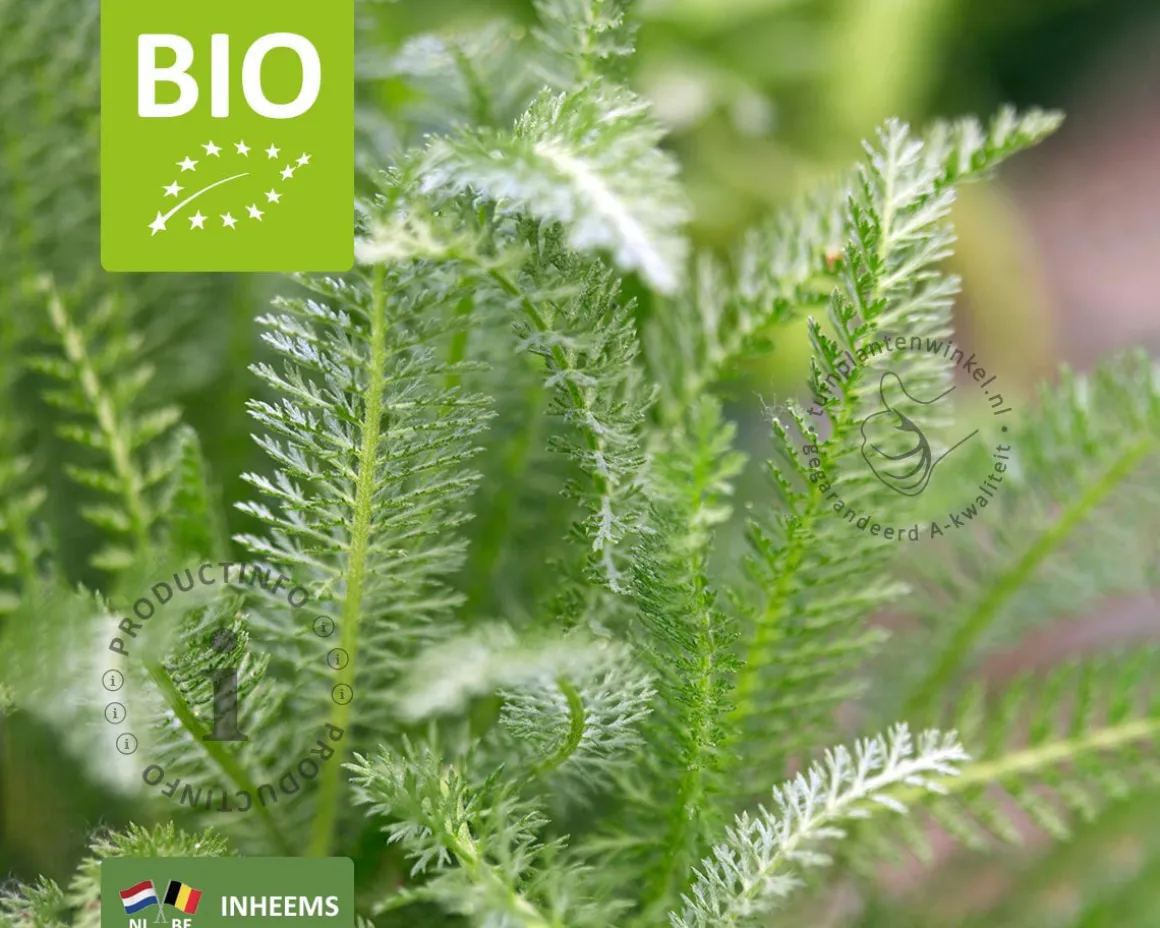 Achillea millefolium Puur