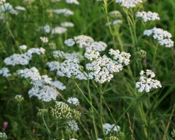 Achillea millefolium ‘Schneetaler’