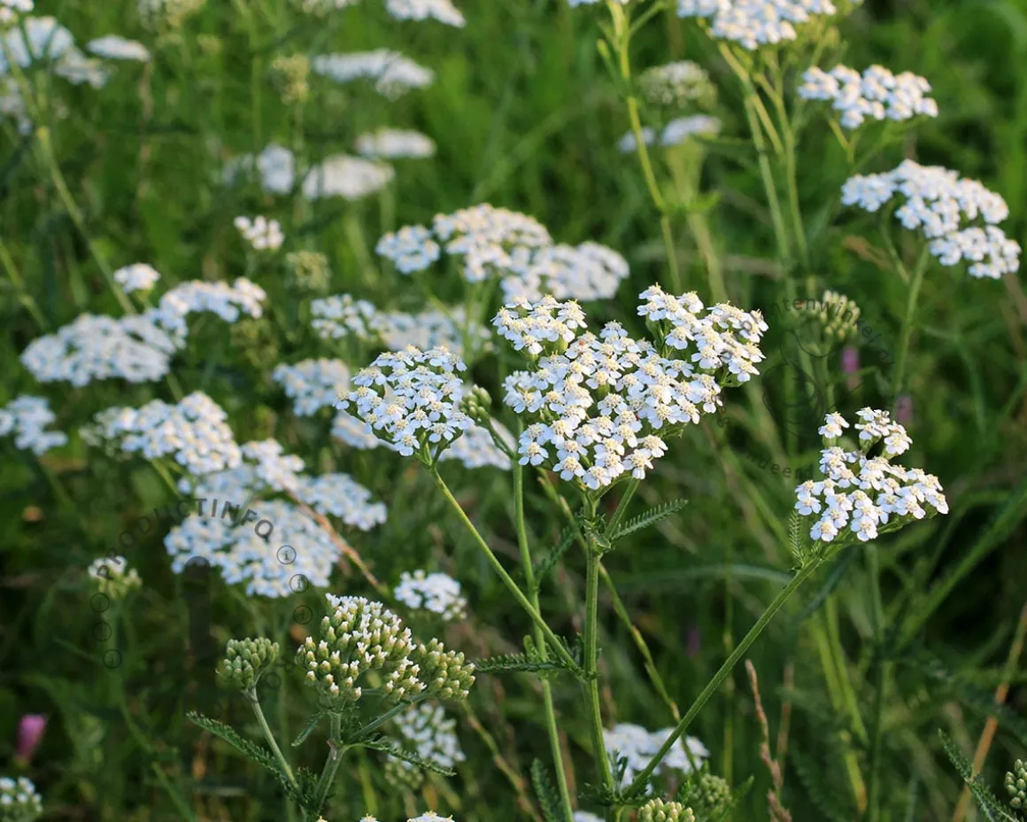 Achillea millefolium ‘Schneetaler’