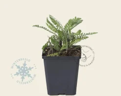Achillea millefolium ‘Schneetaler’