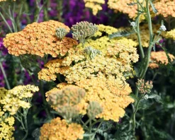 Achillea millefolium 'Terracotta'