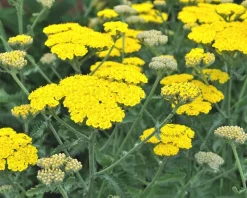 Achillea 'Moonshine'