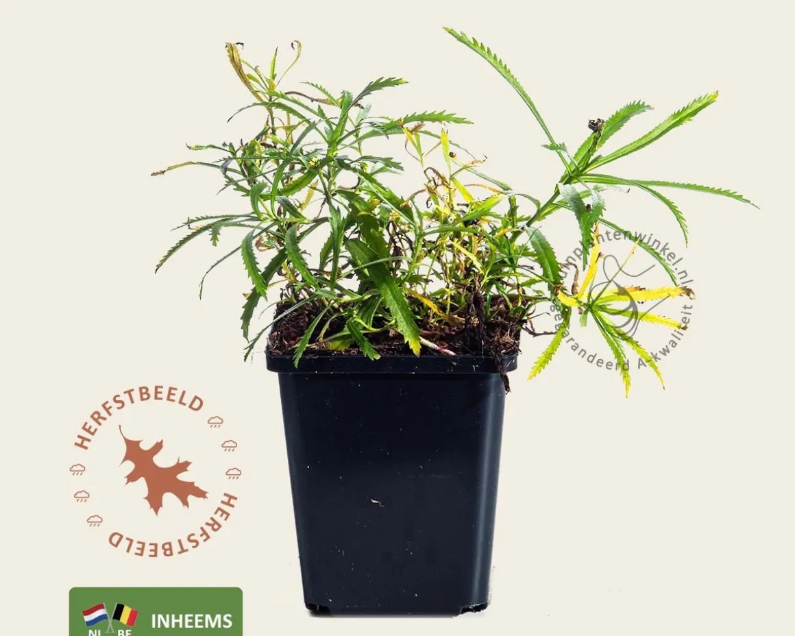 Achillea ptarmica