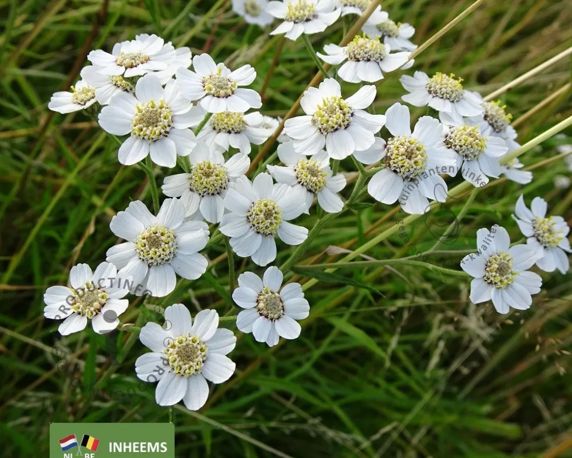 Achillea ptarmica