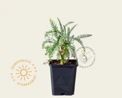 Achillea 'Taygetea'