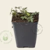 Aconitum carmichaelii 'Arendsii'