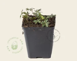 Aconitum carmichaelii 'Arendsii'