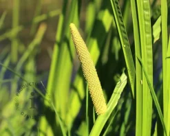 Acorus calamus