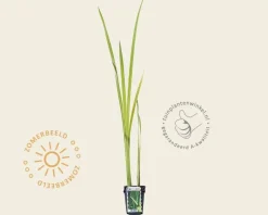 Acorus calamus