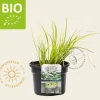 Acorus gramineus 'Licorice' Puur