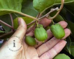 Actinidia arguta 'Bayern'