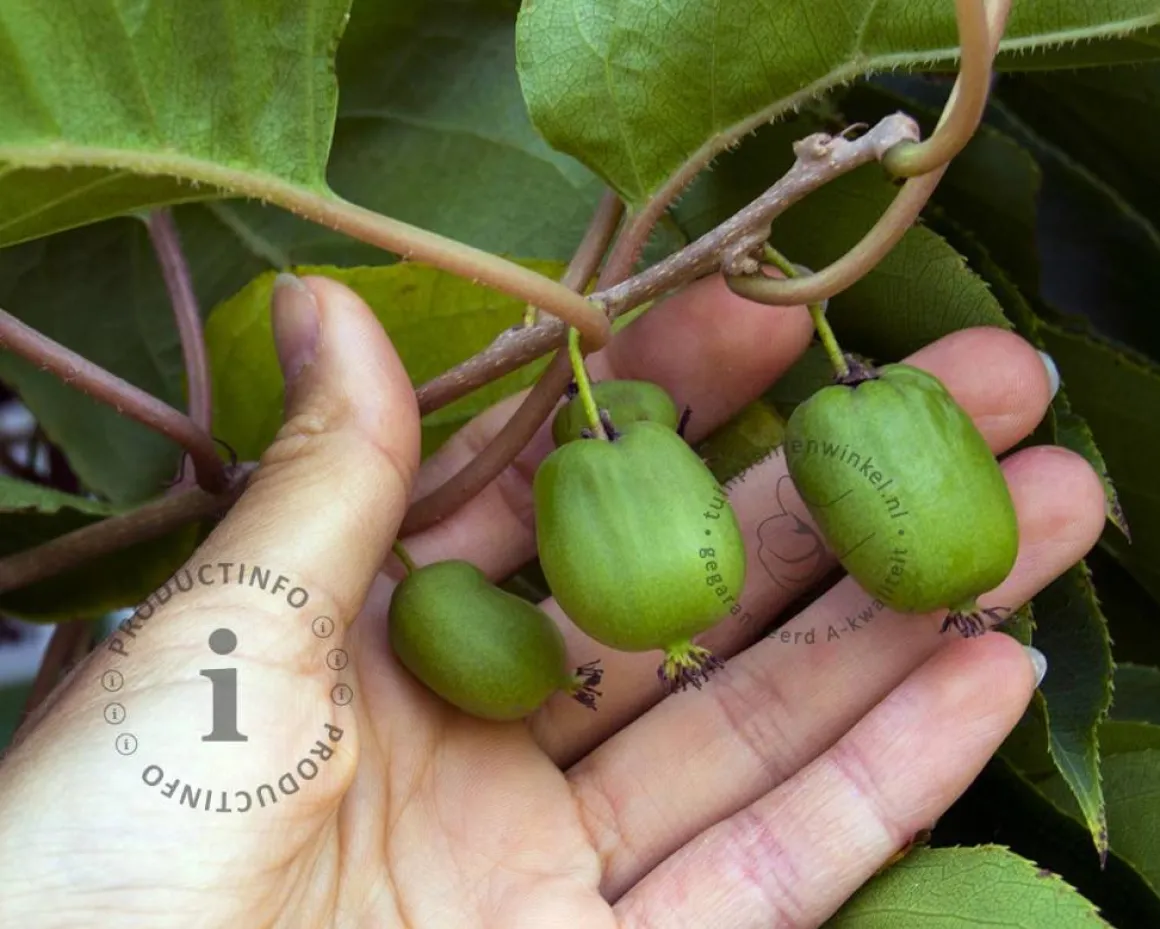 Actinidia arguta 'Bayern'