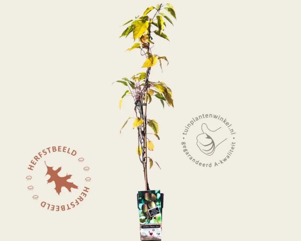 Actinidia arguta 'Bayern'