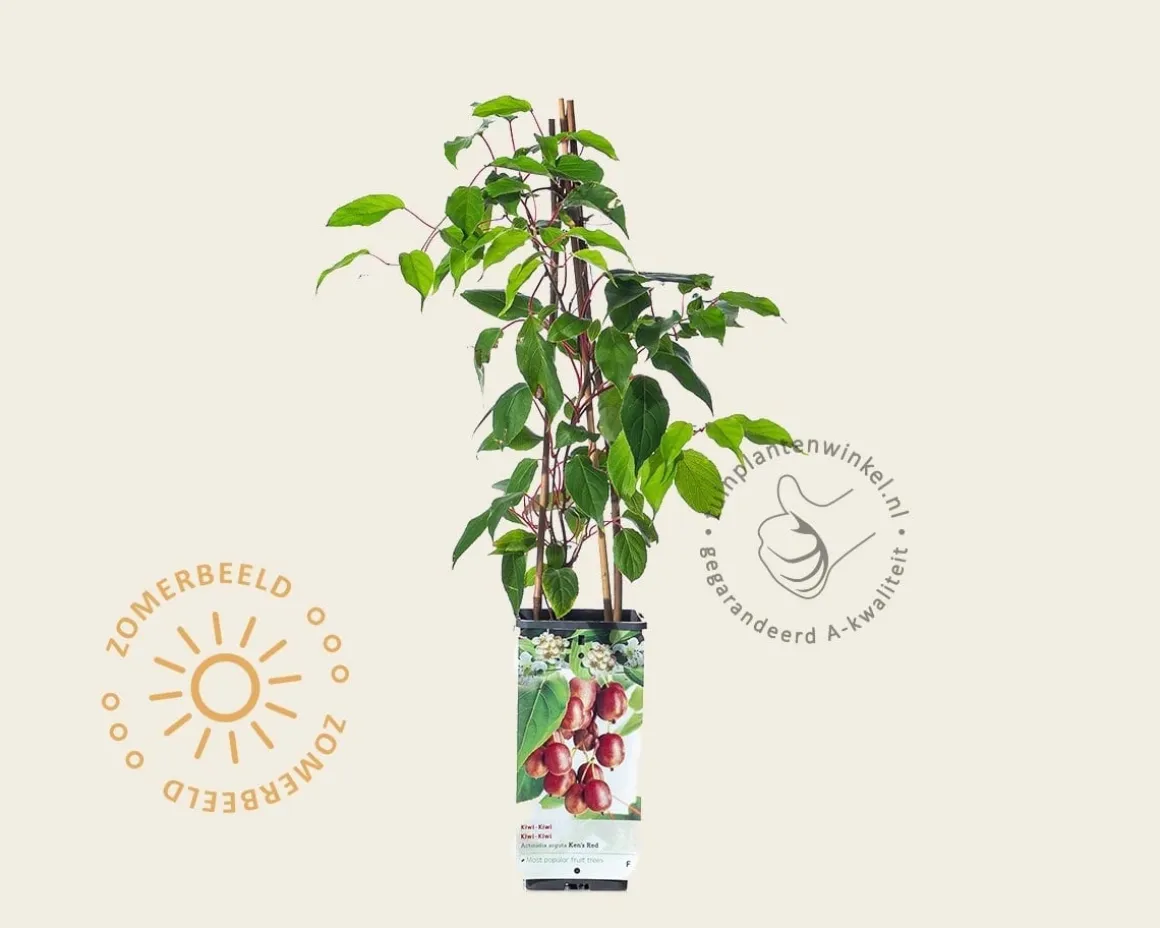 Actinidia arguta 'Ken's Red'