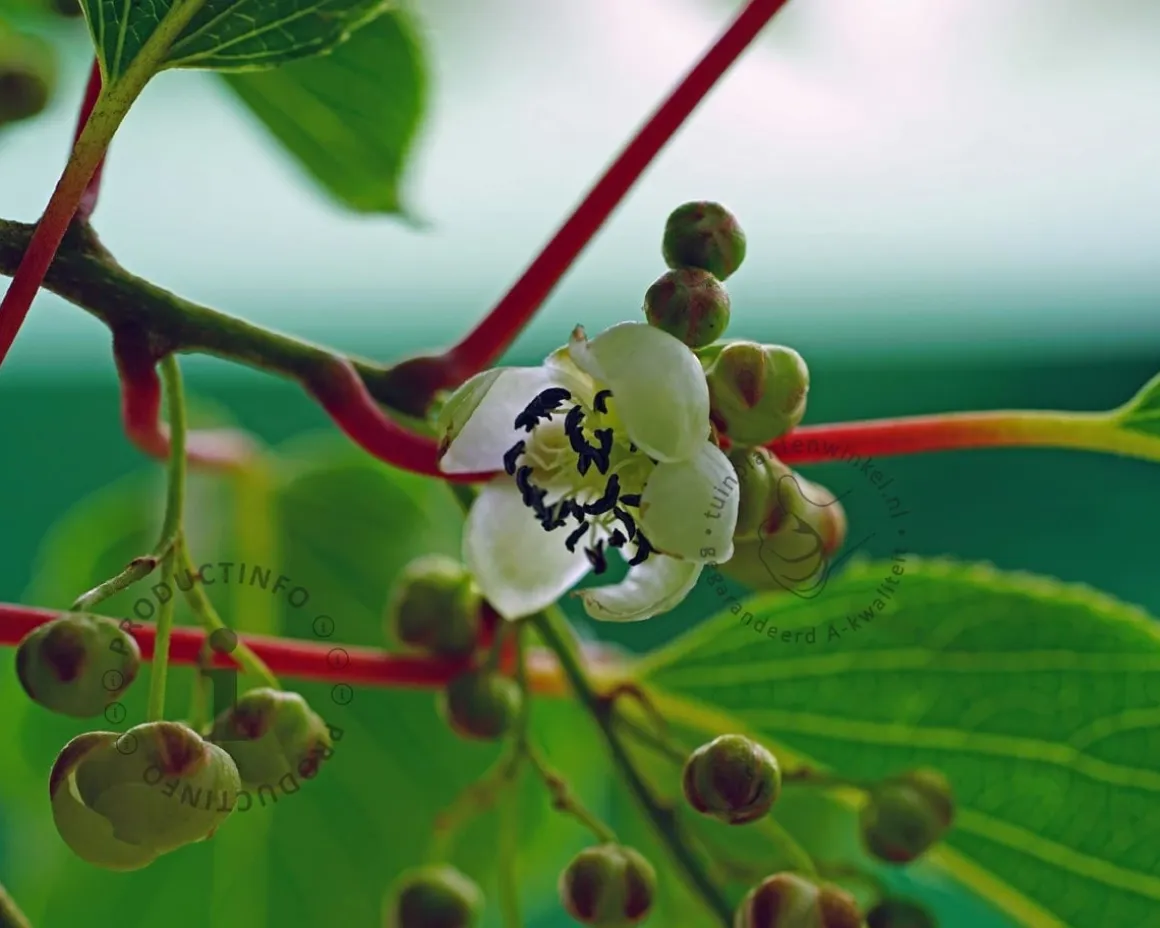 Actinidia arguta 'Ken's Red'