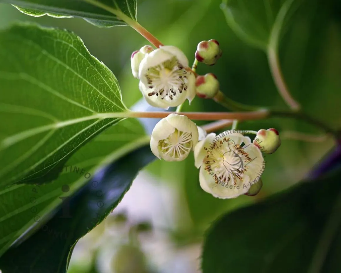 Actinidia arguta 'Weiki'