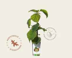 Actinidia deliciosa 'Jenny' (zelfbestuivend)