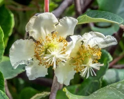 Actinidia deliciosa 'Jenny' (zelfbestuivend)