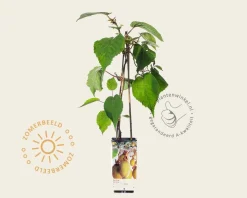 Actinidia deliciosa 'Jenny' (zelfbestuivend)