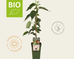 Actinidia deliciosa 'Jenny' (zelfbestuivend) - BIO