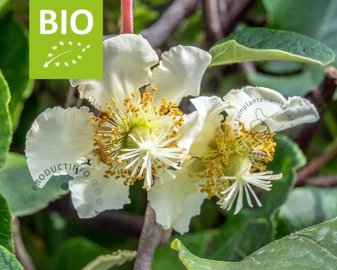Actinidia deliciosa 'Jenny' (zelfbestuivend) - BIO