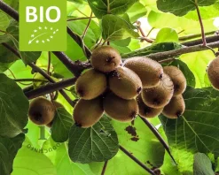 Actinidia deliciosa 'Jenny' (zelfbestuivend) - BIO