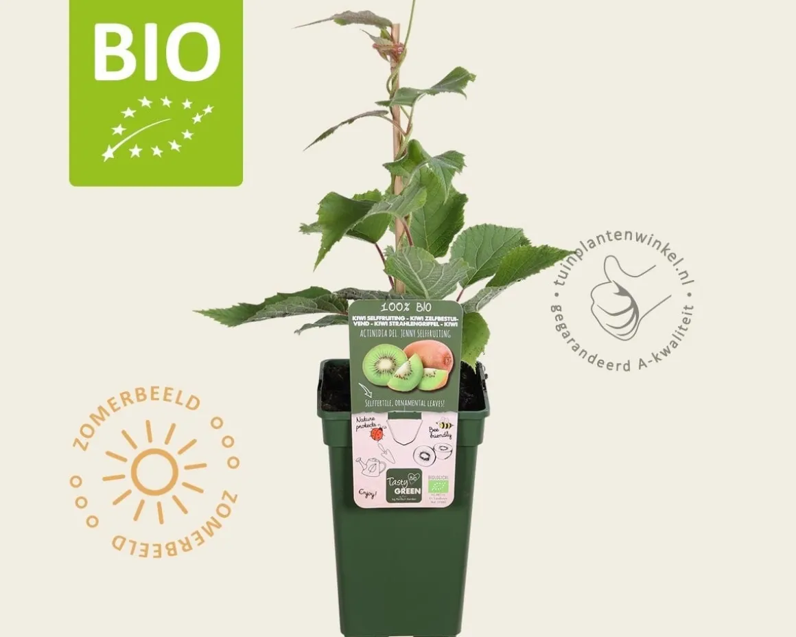 Actinidia deliciosa 'Jenny' (zelfbestuivend) - BIO