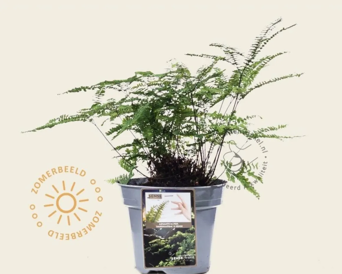 Adiantum pedatum 'Imbricatum'