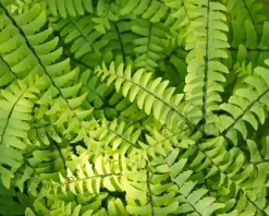 Adiantum pedatum 'Imbricatum'