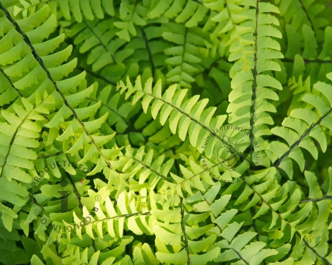 Adiantum pedatum 'Imbricatum'