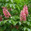 Aesculus carnea 'Briotii'