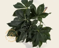 Aesculus carnea 'Briotii'