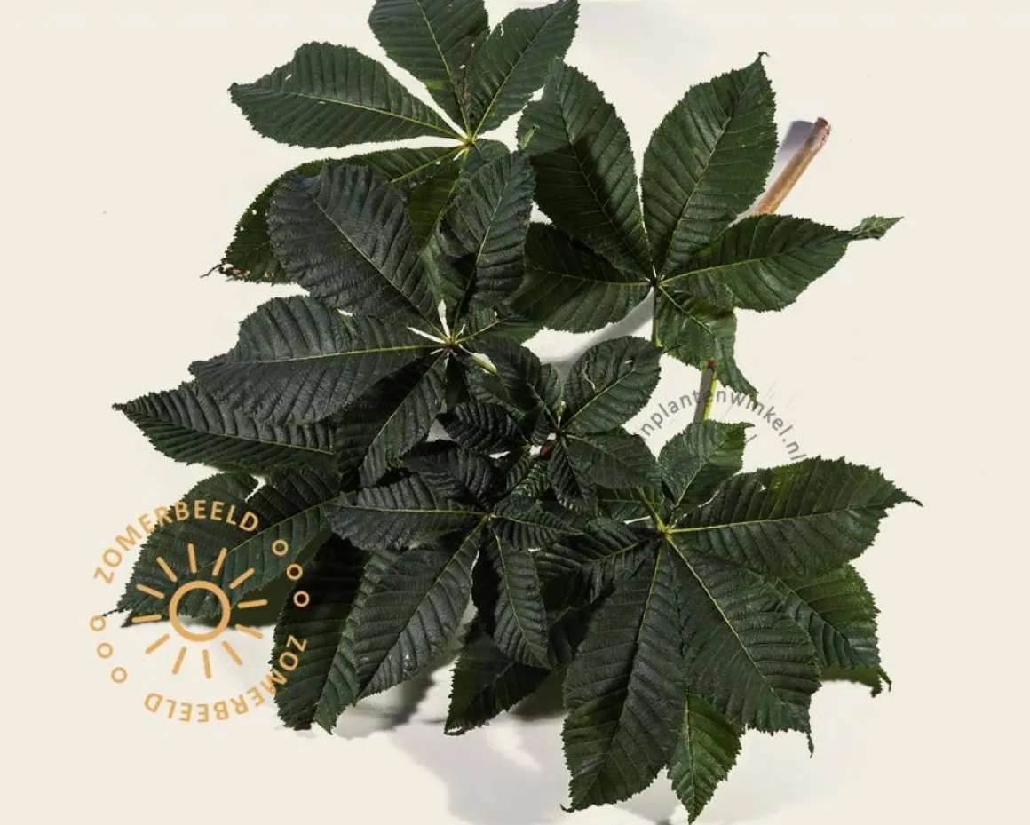 Aesculus carnea 'Briotii'