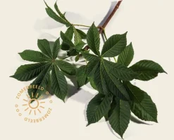 Aesculus hippocastanum 'Pyramidalis'