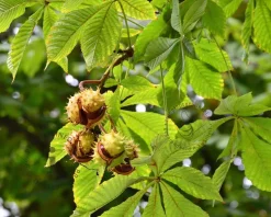 Aesculus hippocastanum 'Pyramidalis'