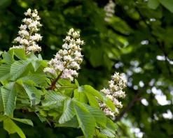 Aesculus hippocastanum 'Pyramidalis'
