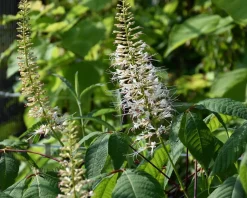 Aesculus parviflora - XL