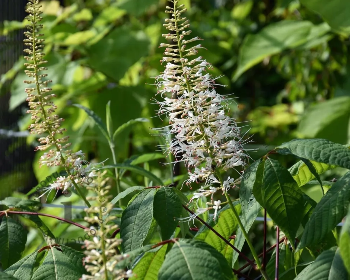 Aesculus parviflora - XL