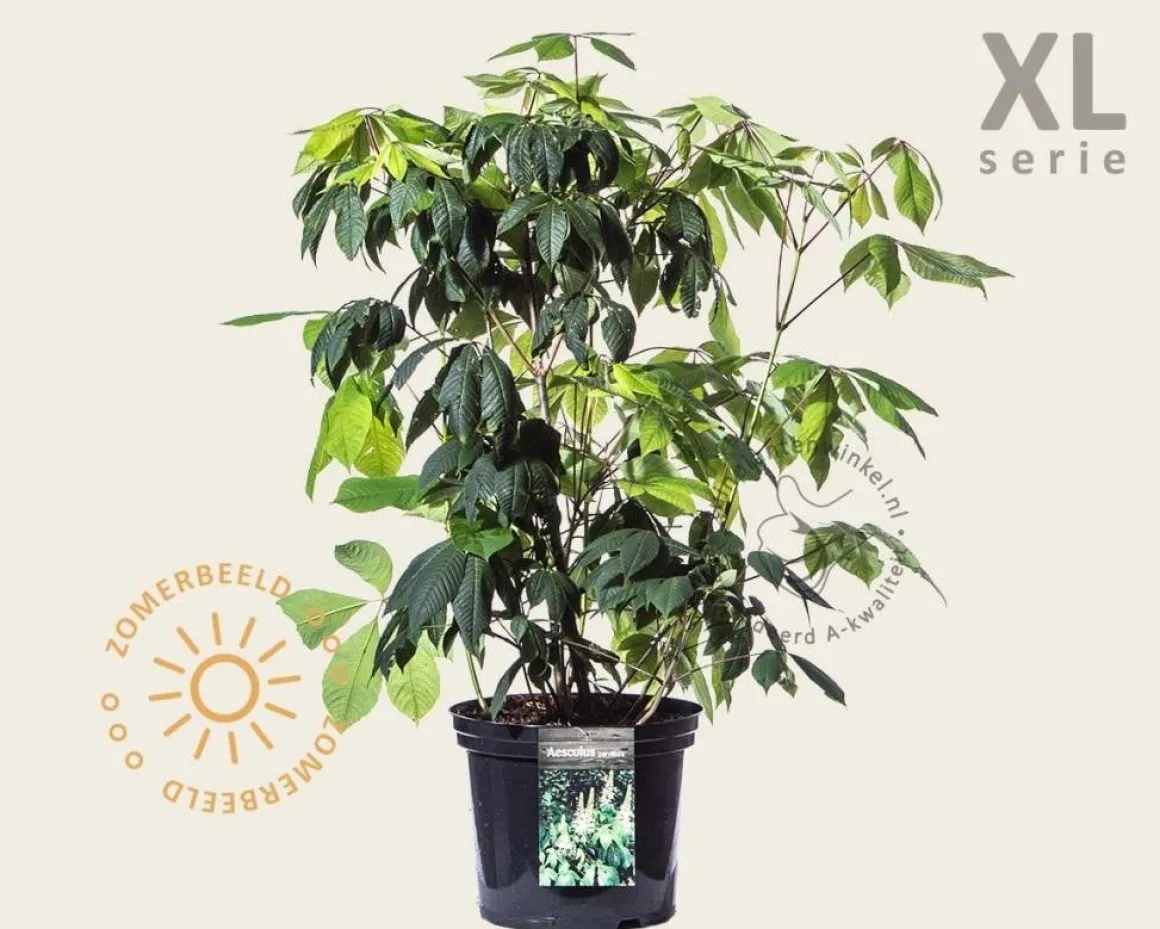 Aesculus parviflora - XL
