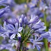Agapanthus africanus