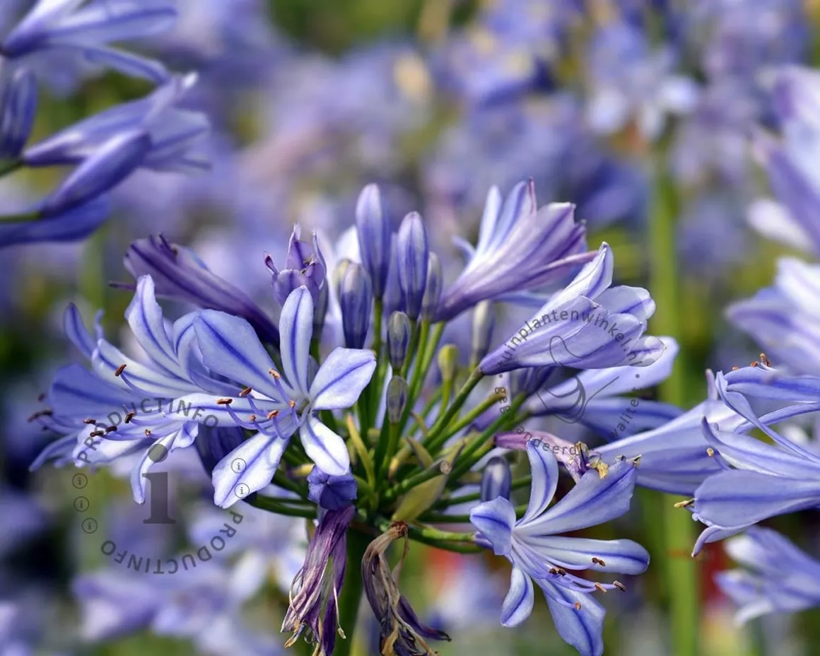 Agapanthus africanus