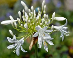 Agapanthus africanus 'Albidus'