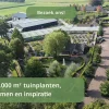 Agapanthus africanus 'Leicester'