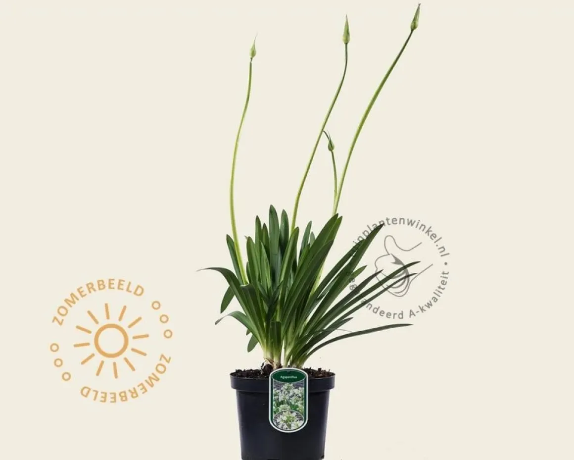 Agapanthus africanus 'Leicester'