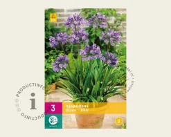Agapanthus africanus - wortelstok