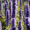 Agastache 'Black Adder'